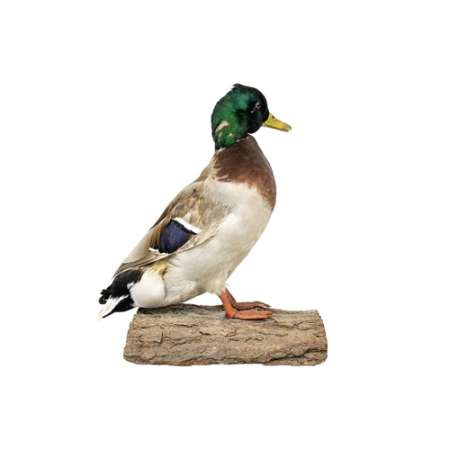 151 - A taxidermy mallard Positioned on a natural wooden bark base, 36cm tall with stow case Purportedly b... 
