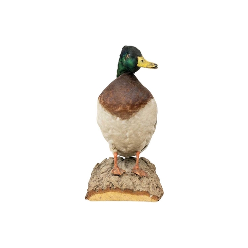 151 - A taxidermy mallard Positioned on a natural wooden bark base, 36cm tall with stow case Purportedly b... 