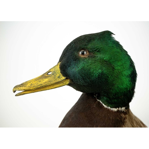 151 - A taxidermy mallard Positioned on a natural wooden bark base, 36cm tall with stow case Purportedly b... 