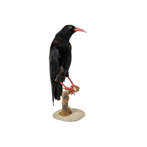 155 - A taxidermy chough Purportedly by Kenny Everett 32cm tall including the base. With stow case 43cm hi... 