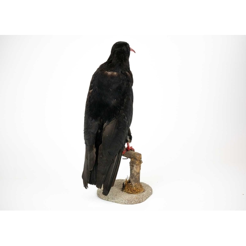 155 - A taxidermy chough Purportedly by Kenny Everett 32cm tall including the base. With stow case 43cm hi... 