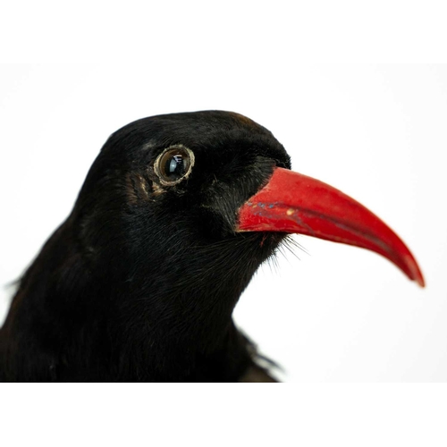 155 - A taxidermy chough Purportedly by Kenny Everett 32cm tall including the base. With stow case 43cm hi... 