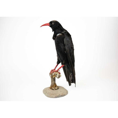 155 - A taxidermy chough Purportedly by Kenny Everett 32cm tall including the base. With stow case 43cm hi... 