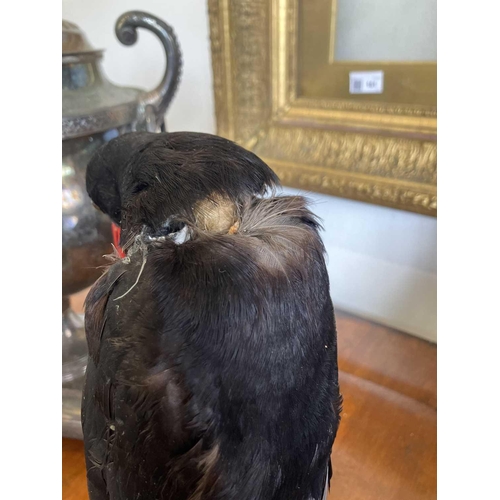 155 - A taxidermy chough Purportedly by Kenny Everett 32cm tall including the base. With stow case 43cm hi... 