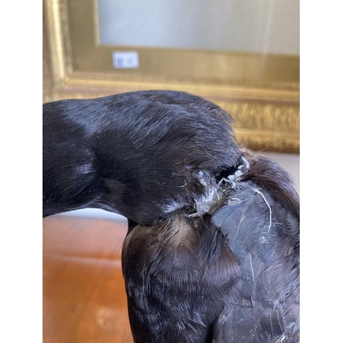 155 - A taxidermy chough Purportedly by Kenny Everett 32cm tall including the base. With stow case 43cm hi... 