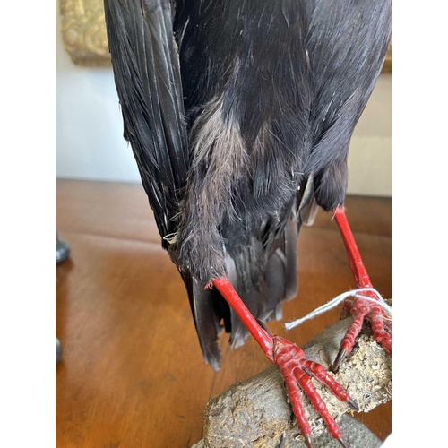 155 - A taxidermy chough Purportedly by Kenny Everett 32cm tall including the base. With stow case 43cm hi... 