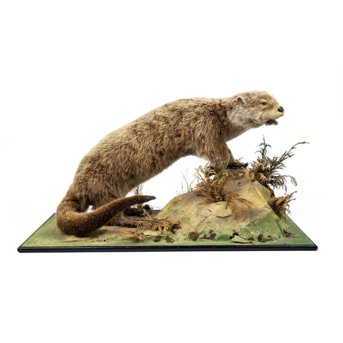 179 - A taxidermy otter Positioned on a faux landscape base. 36cm in height. Purportedly by Kenny Everett.... 