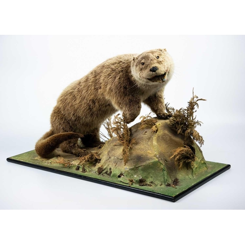 179 - A taxidermy otter Positioned on a faux landscape base. 36cm in height. Purportedly by Kenny Everett.... 