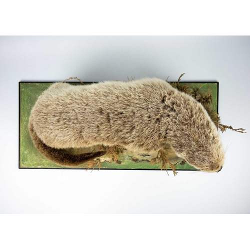 179 - A taxidermy otter Positioned on a faux landscape base. 36cm in height. Purportedly by Kenny Everett.... 