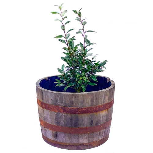 531 - A metal bound coopered barrel planter. With plant. Height 46cm, diameter 65cm.