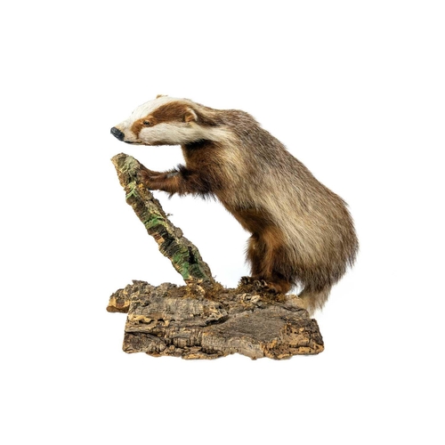 112 - A pair of taxidermy shovelers, male and female. / A taxidermy European erythristic ginger badger Pur... 