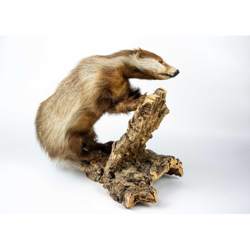 112 - A pair of taxidermy shovelers, male and female. / A taxidermy European erythristic ginger badger Pur... 