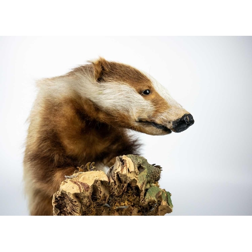 112 - A pair of taxidermy shovelers, male and female. / A taxidermy European erythristic ginger badger Pur... 