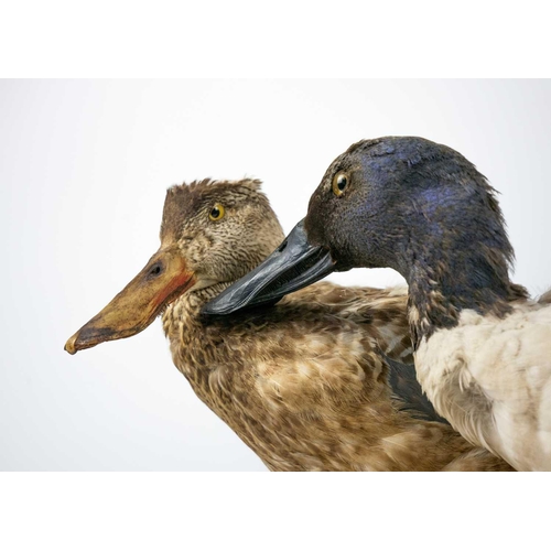 112 - A pair of taxidermy shovelers, male and female. / A taxidermy European erythristic ginger badger Pur... 