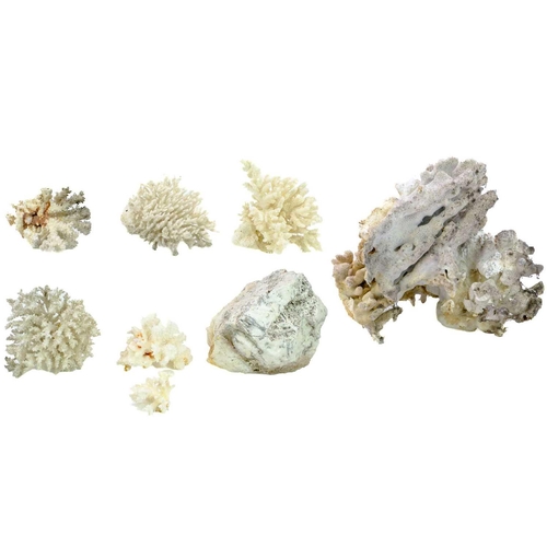 117 - A collection of coral fossil specimens. Including seven white coral specimens varying in size, the l... 