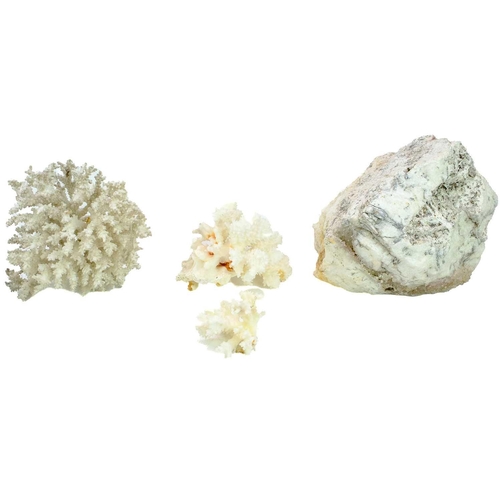 117 - A collection of coral fossil specimens. Including seven white coral specimens varying in size, the l... 