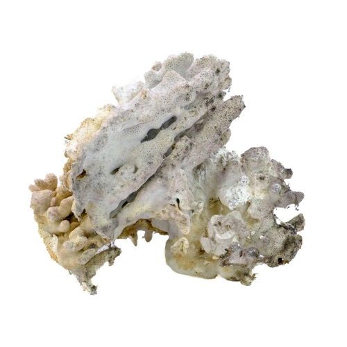 117 - A collection of coral fossil specimens. Including seven white coral specimens varying in size, the l... 