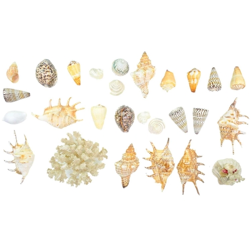 149 - A collection of coral and shells. To include a white coral cluster, several conus leopardus etc..