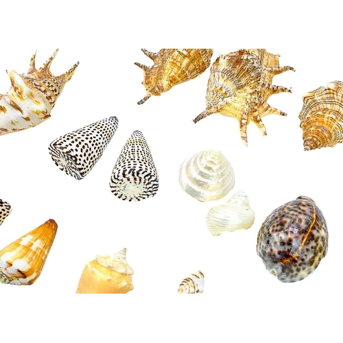 149 - A collection of coral and shells. To include a white coral cluster, several conus leopardus etc..