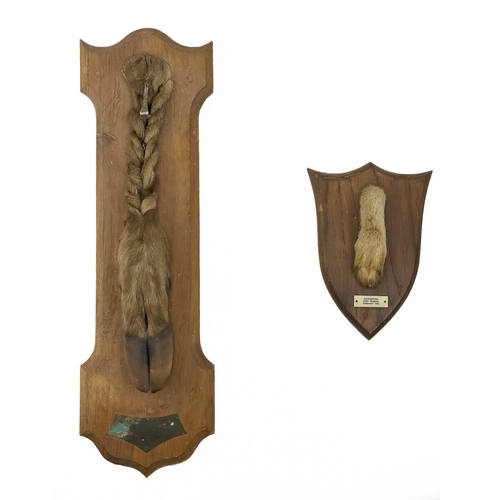 33 - A French taxidermy deer slot. Mounted on an oak plaque with presentation inscription dated 1963, wit... 