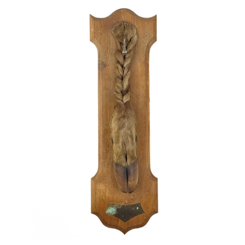 33 - A French taxidermy deer slot. Mounted on an oak plaque with presentation inscription dated 1963, wit... 