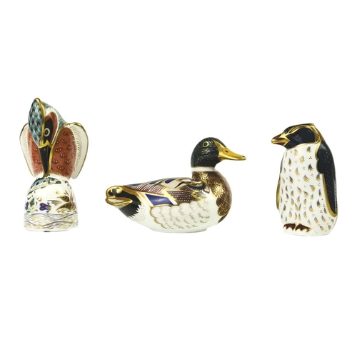 392 - Three Royal Crown Derby paperweights. Comprising 'Rockhopper Penguin', 'Kingfisher' and 'Mallard Duc... 