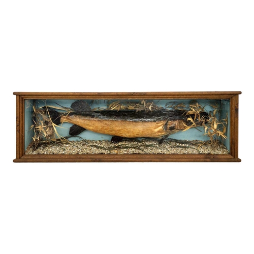 74 - A taxidermy pike. With an ink label to the interior '22lb pike caught by Mr C Morris River Bure, Nor... 