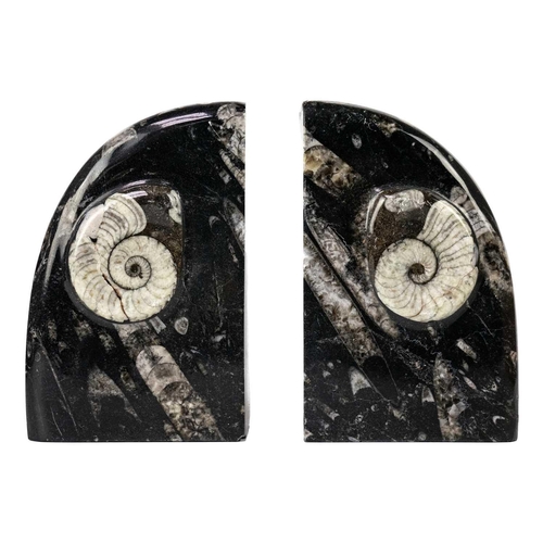 77 - A pair of polished goniatite orthoceras marble bookends. Originating from Morroco, Devonian period. ... 