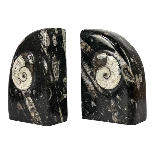 77 - A pair of polished goniatite orthoceras marble bookends. Originating from Morroco, Devonian period. ... 