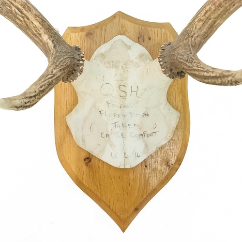 93 - A seven point antler with scull cap. Mounted on an oak shield, inscribed in ink, height 70cm.