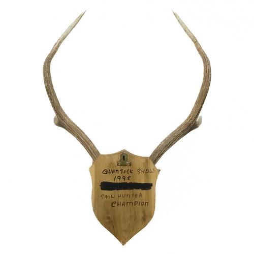 93 - A seven point antler with scull cap. Mounted on an oak shield, inscribed in ink, height 70cm.