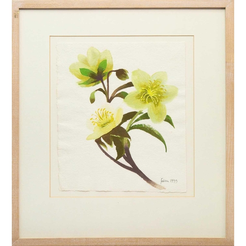 47 - Mary FEDDEN (1915-2012) Yellow Hellebore, 1999 Gouache on paper, signed and dated, 29 x 25cm, framed... 