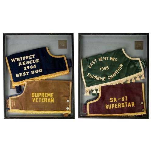 36 - Seven dog racing coats in five frames. For the Binnfield Bullet circa 1980, the largest frame 51cm x... 