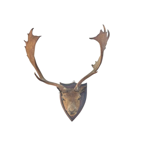 121 - A mounted fallow deer head Circa 1900, with a shield shape mount, height 80cm.