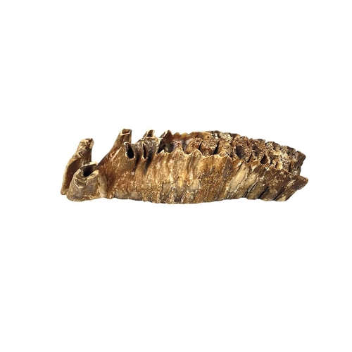 137 - A fossilized mammoth tooth. With a polished face, length 22cm.