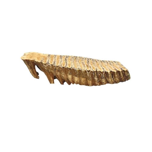 137 - A fossilized mammoth tooth. With a polished face, length 22cm.