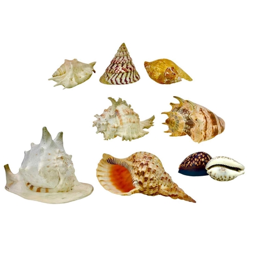 6 - Conchology: Various shells. Largest shell 26cm x 26cm x 19cm.