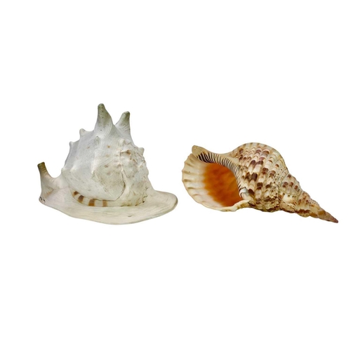 6 - Conchology: Various shells. Largest shell 26cm x 26cm x 19cm.