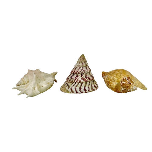 6 - Conchology: Various shells. Largest shell 26cm x 26cm x 19cm.