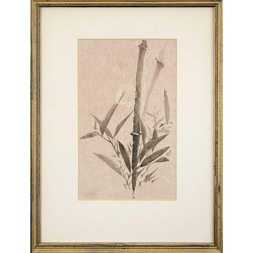 32 - A framed watercolour of bamboo, Shozan, mid 19th century. Frame size 38 x 28cm.