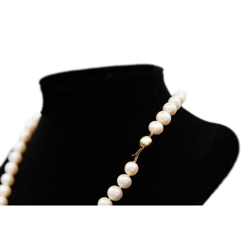 57 - A cultured pearl necklace with 9ct ball clasp. The 51 slightly graduated white pearls of 8.1 x 8.9mm... 