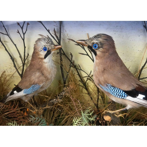 10 - Two taxidermy Jay birds Garralus glandarius. In glazed case, height 44cm width 71cm depth 18cm.