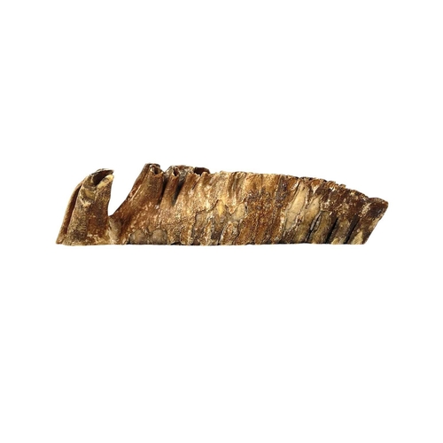 137 - A fossilized mammoth tooth. With a polished face, length 22cm.