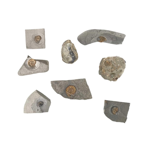 149 - A collection of fossils. To include a large Harpoceras, and various other ammonite genera labelled w... 