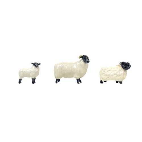 589 - A Beswick Pottery Berkshire boar. In gloss together with a Beswick Pottery Blackface ewe, lamb and a... 