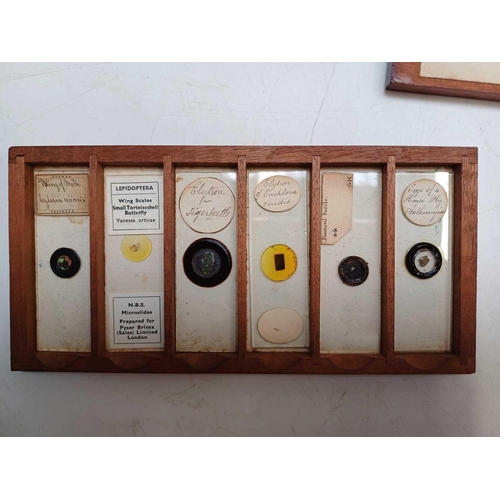 70 - Two Victorian mahogany cases of microscope slides. The flush boxes, with hinged lids and fronts, con... 