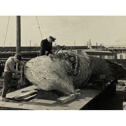 199 - Shipwreck Photographs Wreck Artefacts Mary Rose being raised by crane, inscription and signed Richar... 