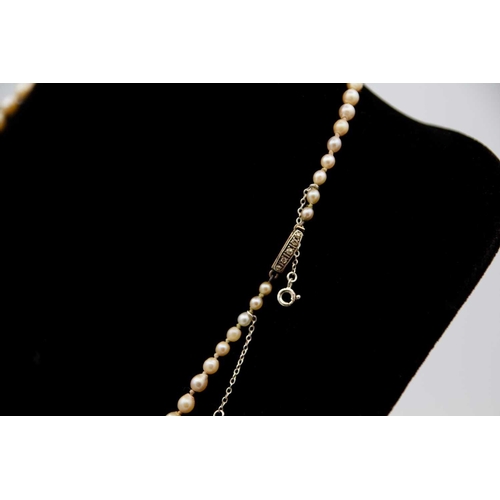 201 - A graduated cultured cream pearl necklace with gold diamond set clasp. The slight pear shaped pearls... 