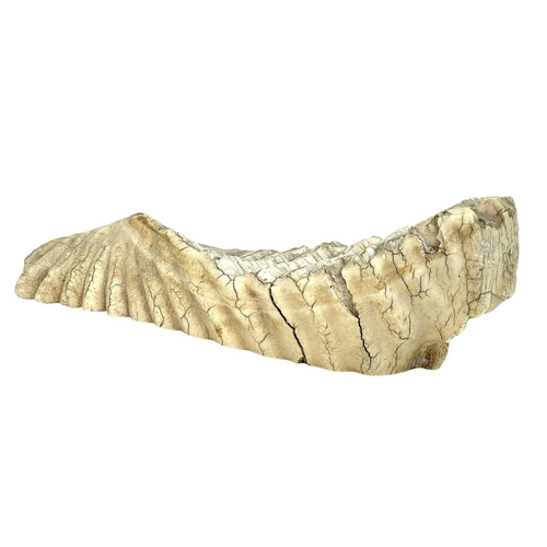 79 - A large mammoth tooth. Well worn, with polished base, length 29cm.