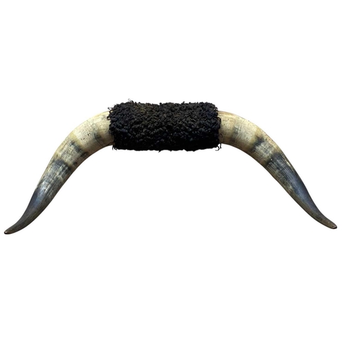 143 - A pair of buffalo horns. Mounted for wall hanging, length 68cm.